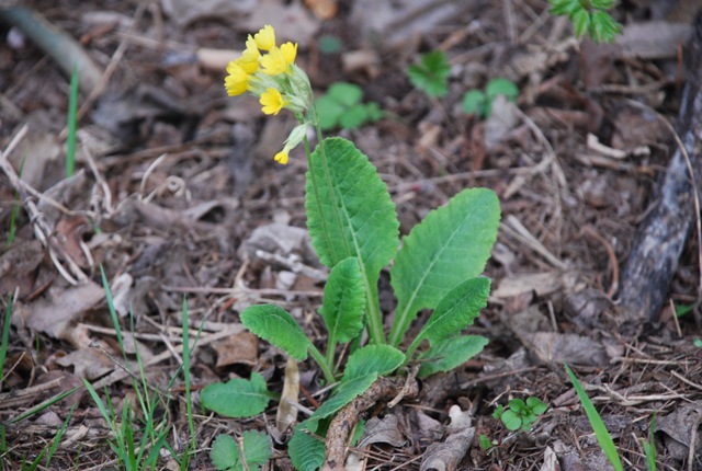 Primula veris?